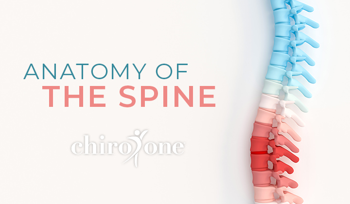 Anatomy of the Spine