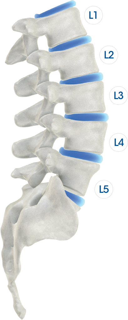 Lumbar Spine