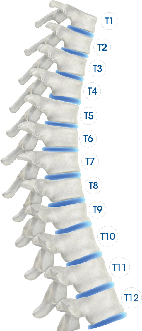 Thoracic Spine