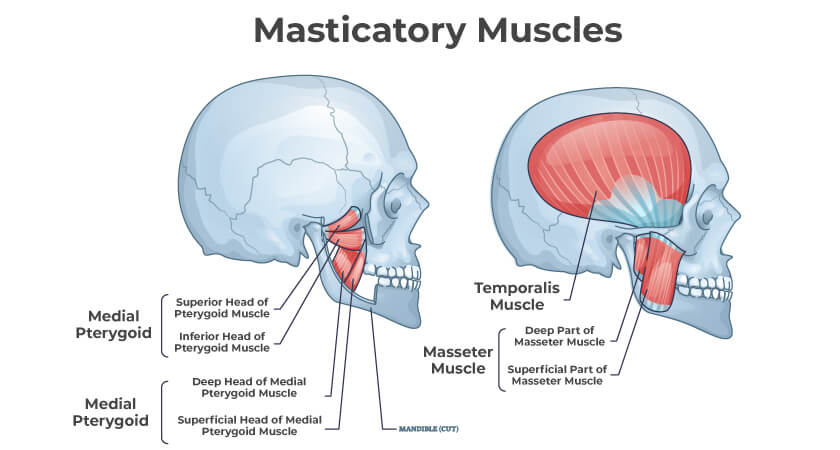 Diagram shows the temporalis, pterygoid, and masseter muscles of the jaw to help explain jaw function a how chiropractic care can help with jaw pain