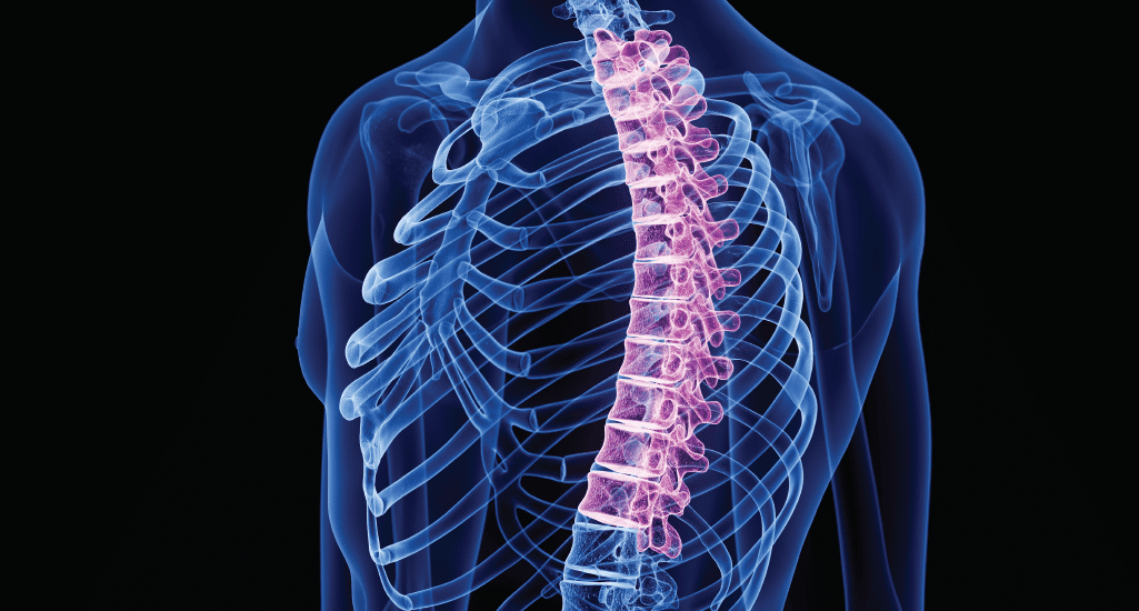Holographic of spine with thoracic highlighted in red