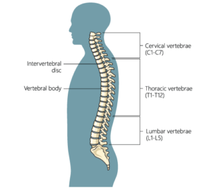 Diagram shows the curvature of a healthy spine
